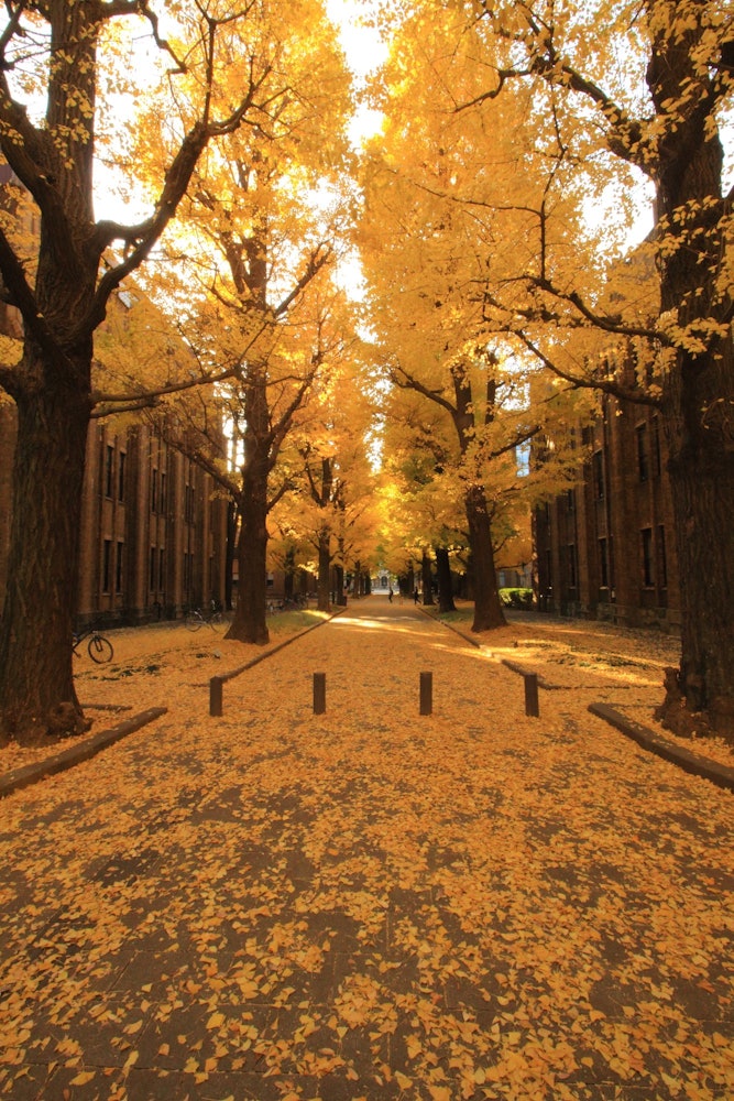 [이미지1]【가을 히토리지메】~대학 부지에는 차가 없어 여유롭게 산책을 할 수 있습니다.~학교 건물과 은행 나무의 조합은 훌륭하고 드라마와 영화의 세계와 같습니다.~장소: 도쿄대학