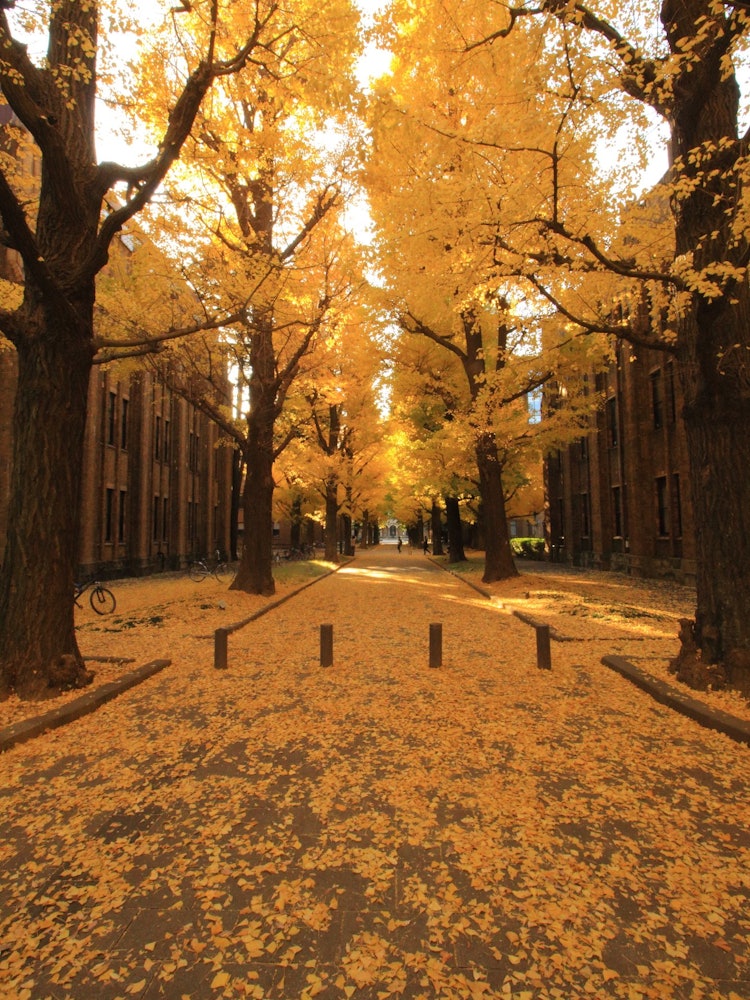 [Image1]【Autumn Hitorijime】~There are no cars on the university grounds, so you can take a leisurely walk.~T