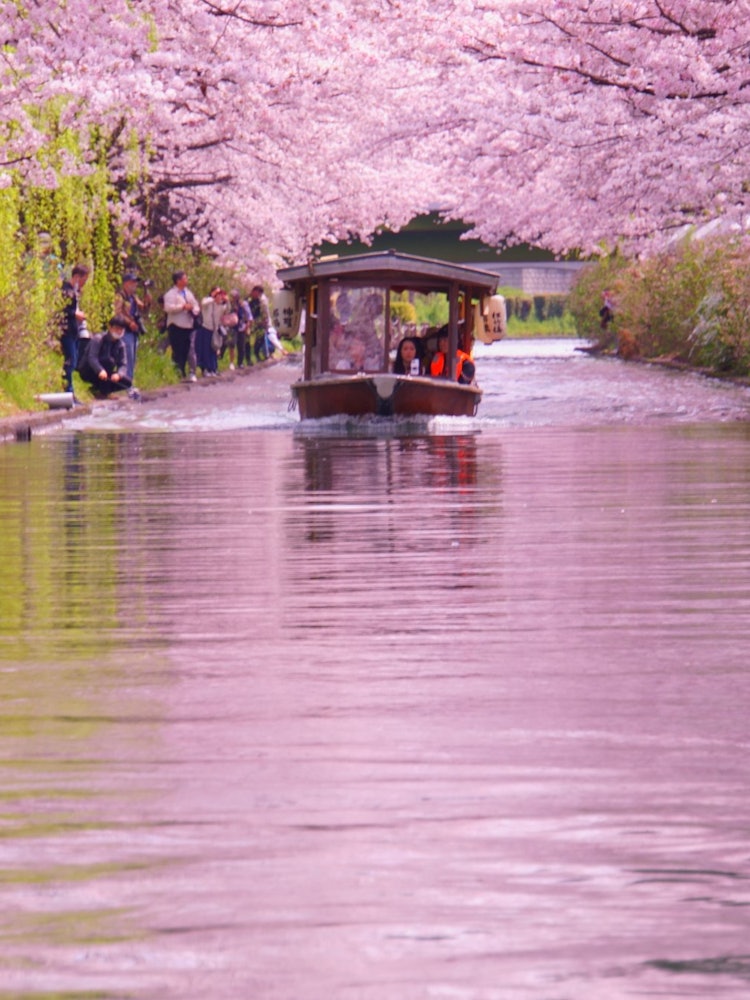 [相片1]這是京都伏見區的一條河流。春天，櫻花樹倒映在河面上，變得非常美麗。我每年都這樣做，但無論我服用多少次，我都無法完成它。