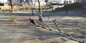 [Image1][Isehara flower information] 3.14Hinata Yakushi's Ume Plum ... It can still be seenAlmond blossoms i