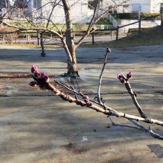[Image1][Isehara flower information] 3.14Hinata Yakushi's Ume Plum ... It can still be seenAlmond blossoms i
