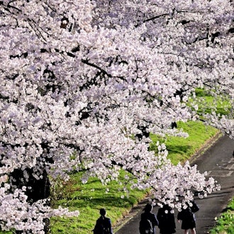 [이미지1]이와테현 기타카미시의 전시 구역에 줄지어 늘어선 벚꽃 나무