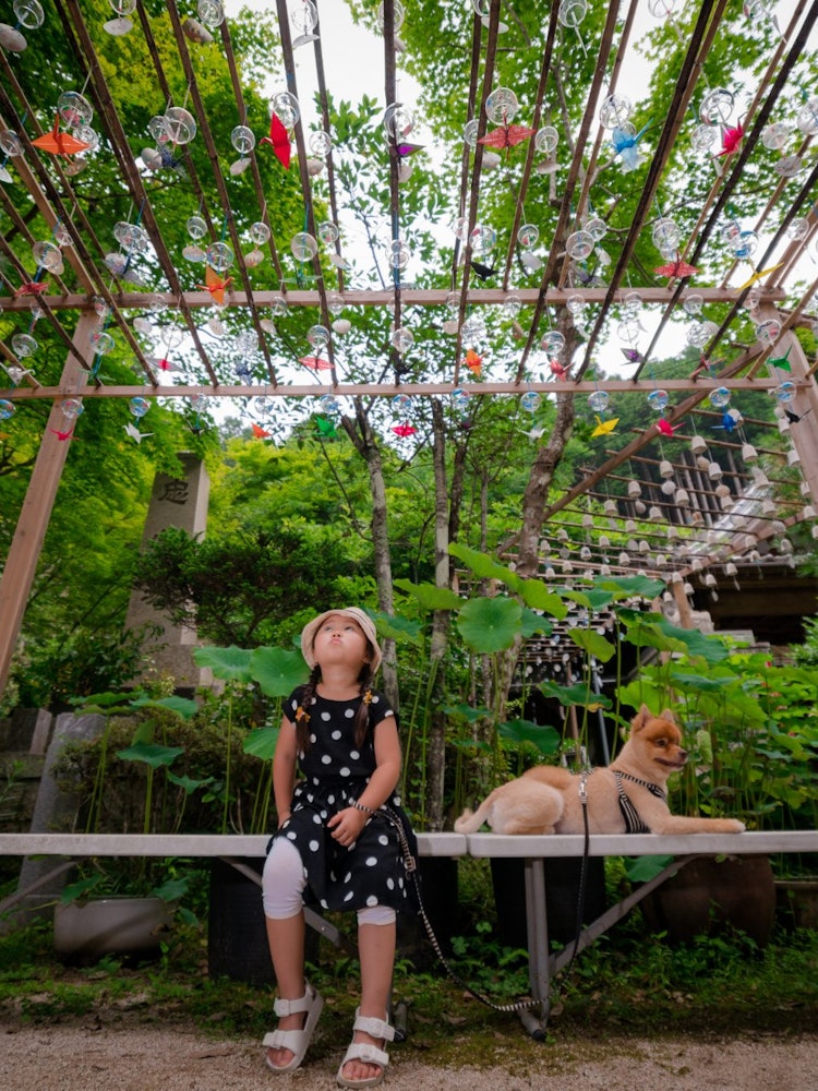 [相片1]说到日本的夏天，风铃响起这一天，在佐阳镇的光明寺有一个风铃节，我和女儿和我的狗一起去风铃治愈。光是听着就觉得凉快，让我想起了怀旧的童年。