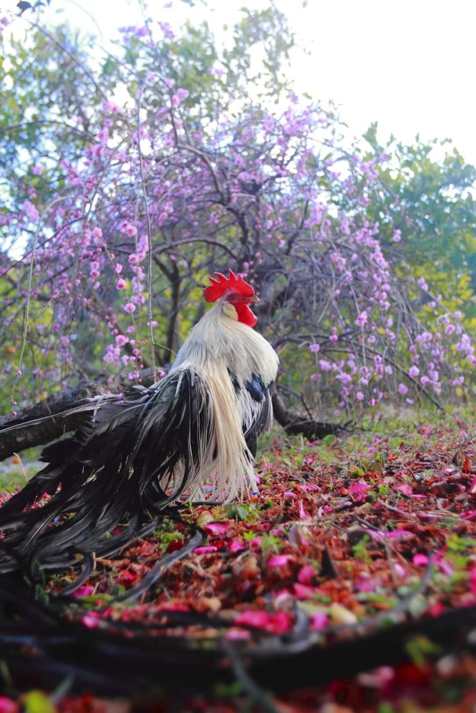 [相片1]日本雞和垂枝梅