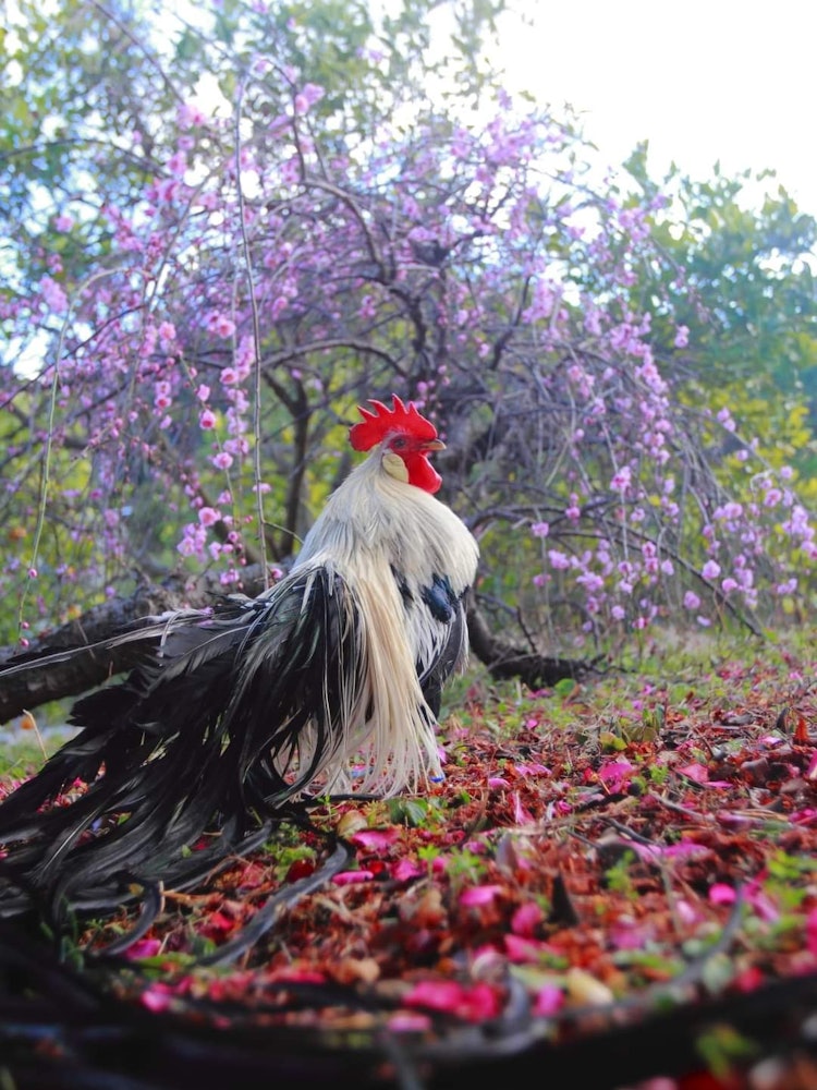 [Image1]Japan chickens and weeping plum