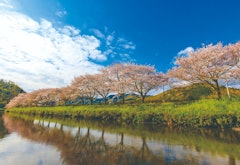 [이미지2]마쓰자키조 중앙을 흐르는 나카가와 강 하구에서 오사와 온천까지 약 6km에 약 1,200그루의 왕벚나무가 심어져 있으며, 3월 하순부터 4월 상순에 걸쳐 피는 벚꽃의 명소입니다. 