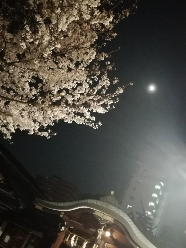 [이미지1]3년 전에 찍은 사진입니다만, 오사카 사카이에 있는 통구의 사진입니다.벚꽃과 달과 밤의 신사의 콜라보레이션은 🌸 환상적인 사진을 찍을 수 있었던 추억 중 ⛩ 하나입니다.