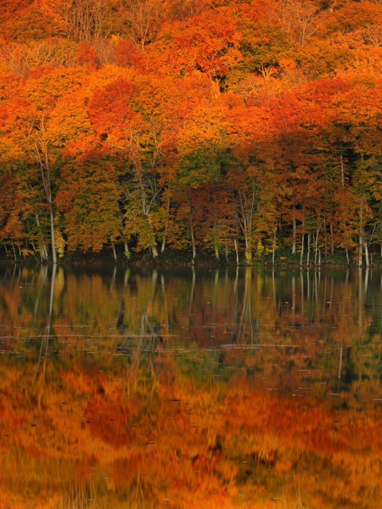 [相片1]這是青森縣津田溫泉附近的津田沼的紅葉風景。 這是一個每年都會展示燦爛紅葉的地方。 到了日出的時候，清晨的陽光斜著照耀，將秋天的樹葉染成了鮮豔的紅色。 每年的這個時候都擠滿了許多遊客和攝影師，但由於近年