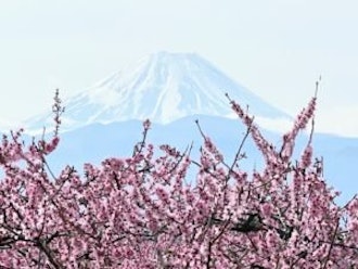 [画像1]【お花見情報】 R6.4.7花曇りが続いていますが、富士山を少し望むことができました。 市内の桜や桃の花はどこも満開で見頃を迎えてきれいです。 摘花作業中に撮影の許可をいただいた桃農家さん、ありがとう