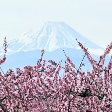 [Image1]【Cherry blossom viewing Information】 R6.4.7Although it was cloudy, I was able to see a little of Mt.