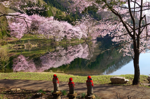 [画像1]長野県大町市中綱湖 水鏡に映るオオヤマザクラを、お地蔵様もお花見。