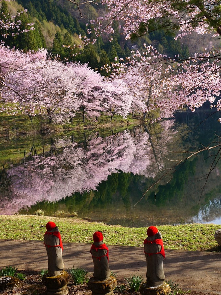 [画像1]長野県大町市中綱湖 水鏡に映るオオヤマザクラを、お地蔵様もお花見。