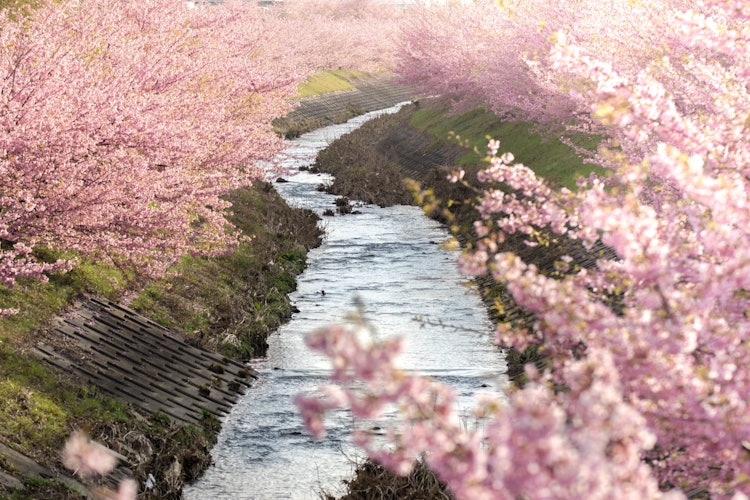 [画像1]静岡県西部地区最大の河津桜で、今では市内外からも多くの人が訪れるほどの桜の名所。朝陽が差し込む時間が非常に幻想的で濃い桃色の河津桜が朝日を浴びて幻想的な色合いに輝きます