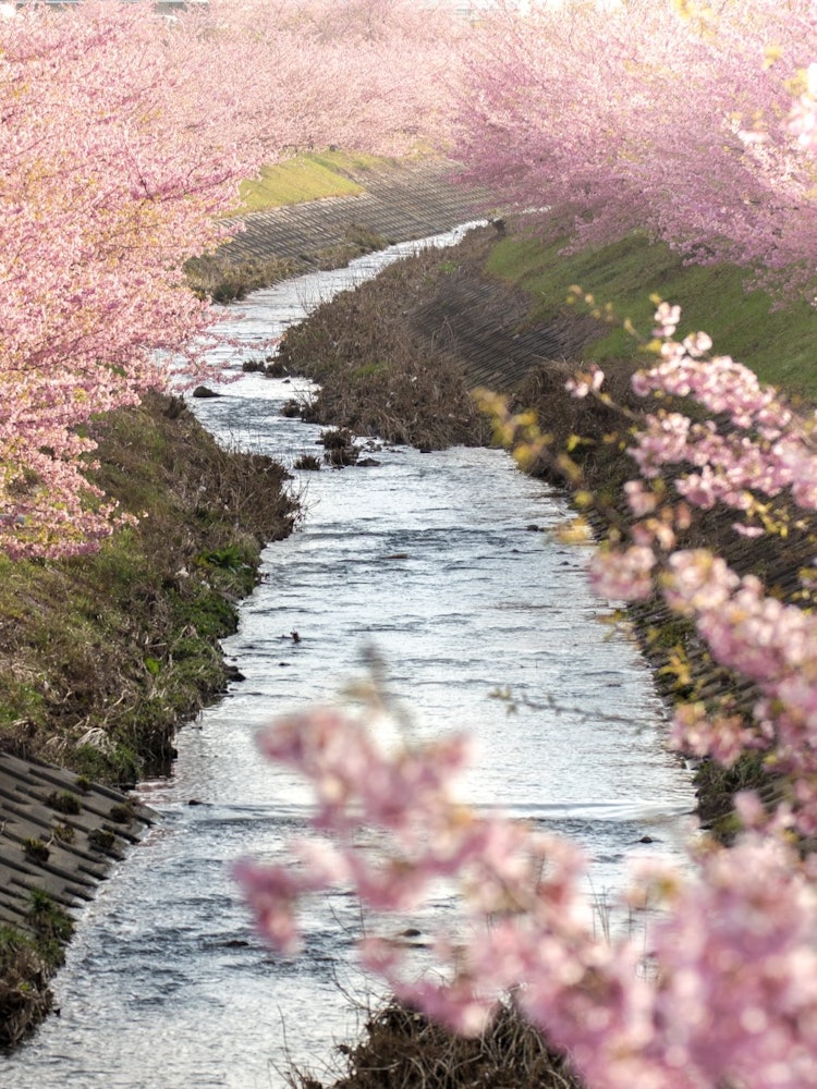 [Image1]It is the largest Kawazu cherry blossom in the western area of Shizuoka Prefecture, and is now a fam