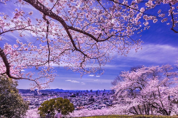 [画像1]岡山市にある半田山植物園。岡山市街を一望できる日当たりのよい半田山の丘陵地にあり、約８００本のソメイヨシノが咲くころには、多くの花見客が訪れます。