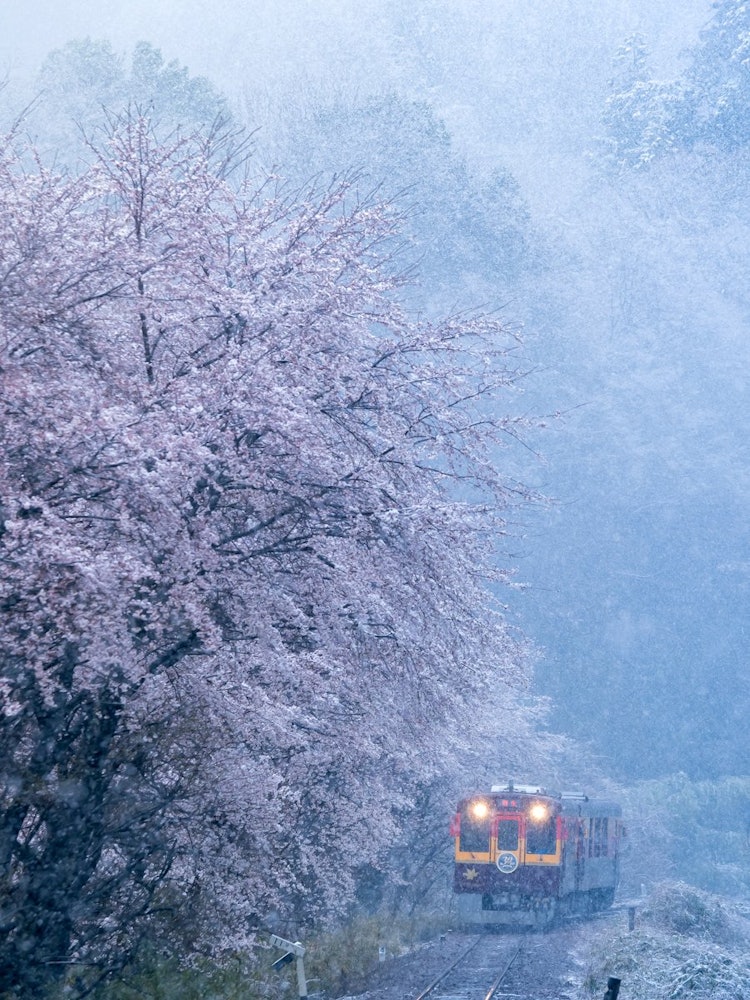 [相片1]在櫻花下雪的春日，“渡良瀨谷鐵路”綠， 群馬縣