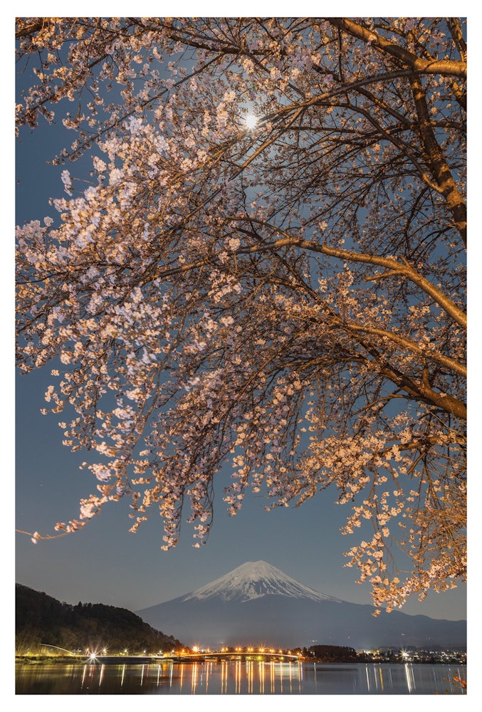 [相片1]月圆之夜，富士山和樱花。河口湖、富士河口湖、山梨县