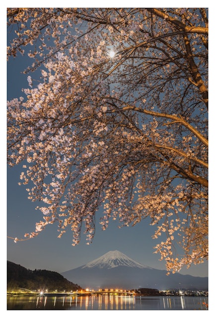 [画像1]満月夜と富士山と桜。山梨県富士河口湖町河口湖