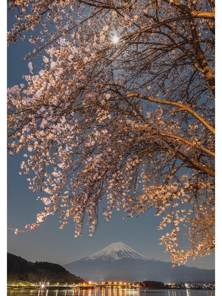 [Image1]Full moon night, Mt. Fuji and cherry blossoms.Kawaguchiko, Fujikawaguchiko, Yamanashi
