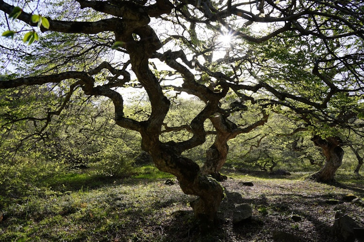 [이미지1]히로시마현 기타히로시마초 오아사에서 야생으로 자라는 주둥이 서어나무 군락입니다.삐걱 거리고 엉성한 나무 모양이 눈길을 끈다. 마치 마법의 세계에 발을 들여놓는 것 같습니다.솟아나다