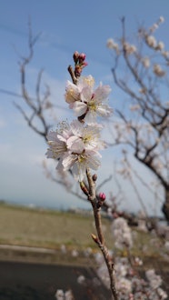 [相片1]樱花。今年也开得很漂亮。