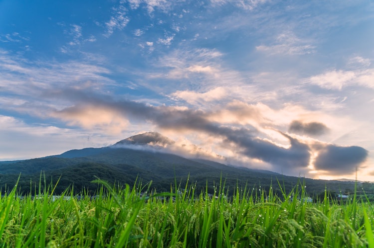 [画像1]水田と筑波山のコラボは茨城県の代表的な風景