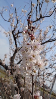 [相片2]樱花。今年也开得很漂亮。