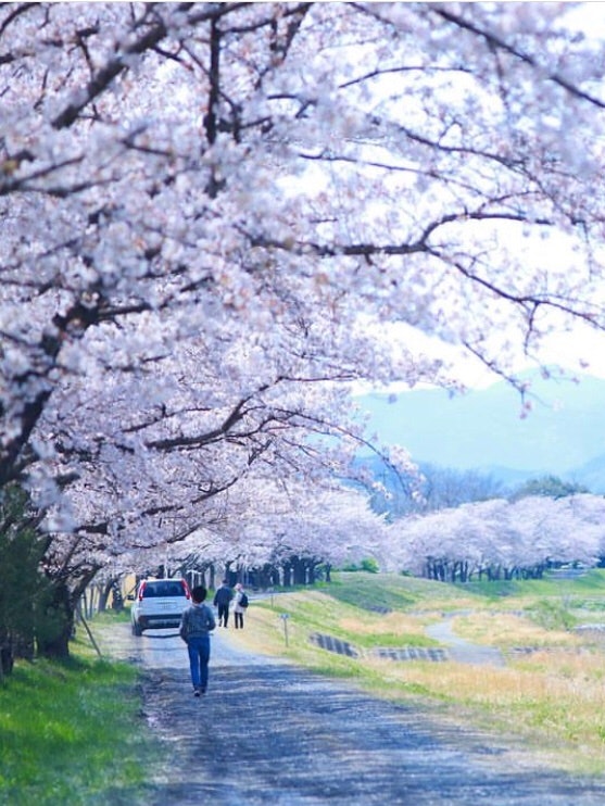 [相片1]它是埼玉縣兒玉區的櫻花，“兒玉千本櫻”。它在埼玉縣北部很有名。美麗的櫻花每年盛開。今年我再次期待它。