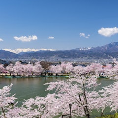 [Image2]Ladies and gentlemen~HelloCherry blossoms have begun to bloom in many places.The cherry blossoms in 