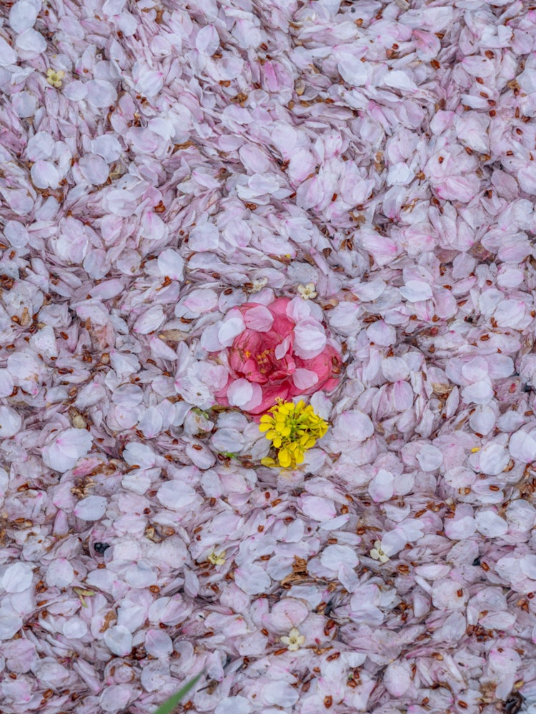 [画像1]「 桜鱗 」桜が散りはじめ、春が終わりを迎え始める頃、散った桜が流れ着いてその姿は鱗のようになり新たな生命が生まれたようでした。