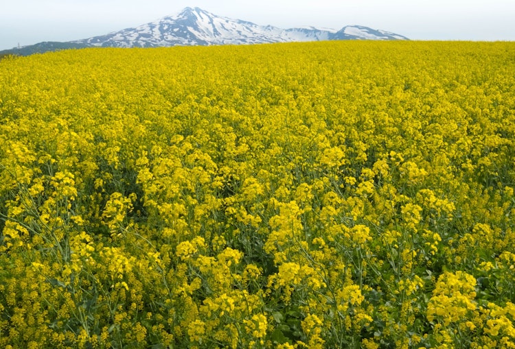 [画像1]秋田県鳥海山が見える菜の花畑、日本の春の象徴のような光景です。