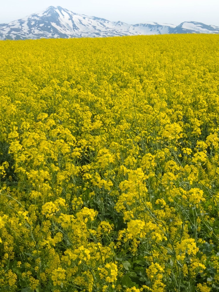 [Image1]The rape field where you can see Mt. Mt. Chokai in Akita Prefecture is a symbol of spring in Japan.