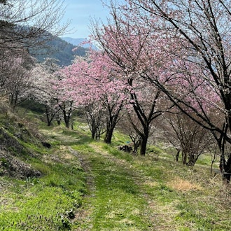 [相片2]在长野县須坂市，有一个叫做“坂山共生林”的里山。坂田山共生森林靠近城市，是社区熟悉的里山。樱花很美，山上的景色很美~！为了告诉大家坂田山的美好，2024年4月13日星期六我们举办了一次徒步旅行活动。樱