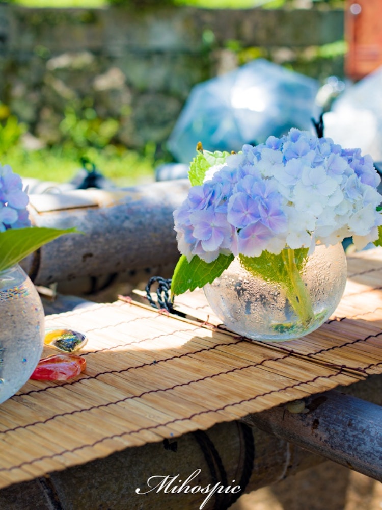 [Image1]It is the hydrangea flower hand water of Hasedera,In the hot summer season, when you see hydrangeas 
