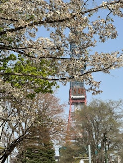 [相片1]过去2.3天的雨和风分散了很多，但春天终于来到了🌸札幌在距离酒店仅几步之遥的大通公园，樱花盛开。特别是象征性电视塔脚下的樱花是杰作，许多游客都在📸拍照此外，大通公园的名产“Tokibi Wagon”也