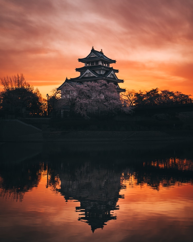 [相片1]美妙的日出、城堡和櫻花。索尼 α7Rlll / 24-70 f2.8 GM / 燈房經典