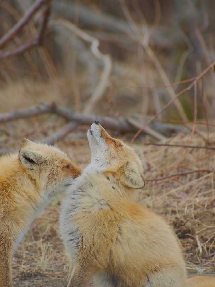[相片1]拍攝於北海道釧路市。 這是兩隻赤狐在路邊嬉戲，被春天的歡快所吸引。 我們玩了一會兒，看看我們是否很接近。 北海道真正的春天還有很長的路要走，但似乎不僅僅是人類才能一點一點地感受到春天。