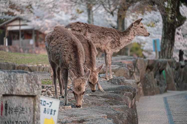 [相片1]櫻花盛開的奈良市鹿園。除了櫻花，您還可以在奈良市隨處可見可愛的鹿。