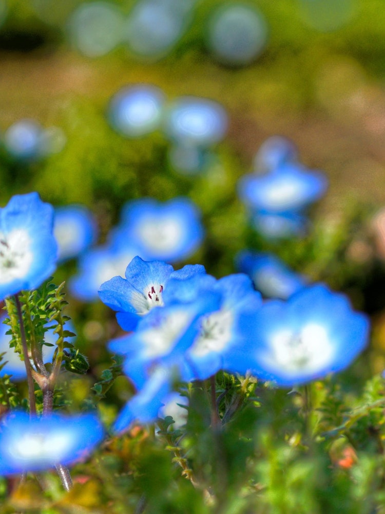 [Image1]Nemophila at the beginning of blooming.I'm looking forward to seeing it in full bloom.