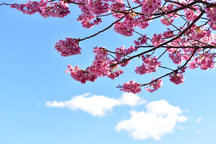 [相片1]藍天和河津櫻　攝於靜岡縣河津町舉行的河津櫻花節有。