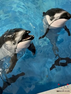 [相片2]海豚饲养员最喜欢的照片 🐬~海豚~ 这一次也是，在额外版中（右）#基拉和（左）#寇在一起我想向您介绍一些可爱的照片！  试着📷找出两匹马之间的区别 