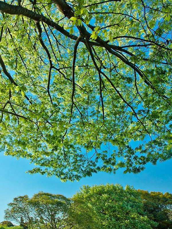 [相片1]冈山县宗子市的备中分寺。 五月，鲜绿非常美丽，蓝天和五重塔的结合也很美妙。