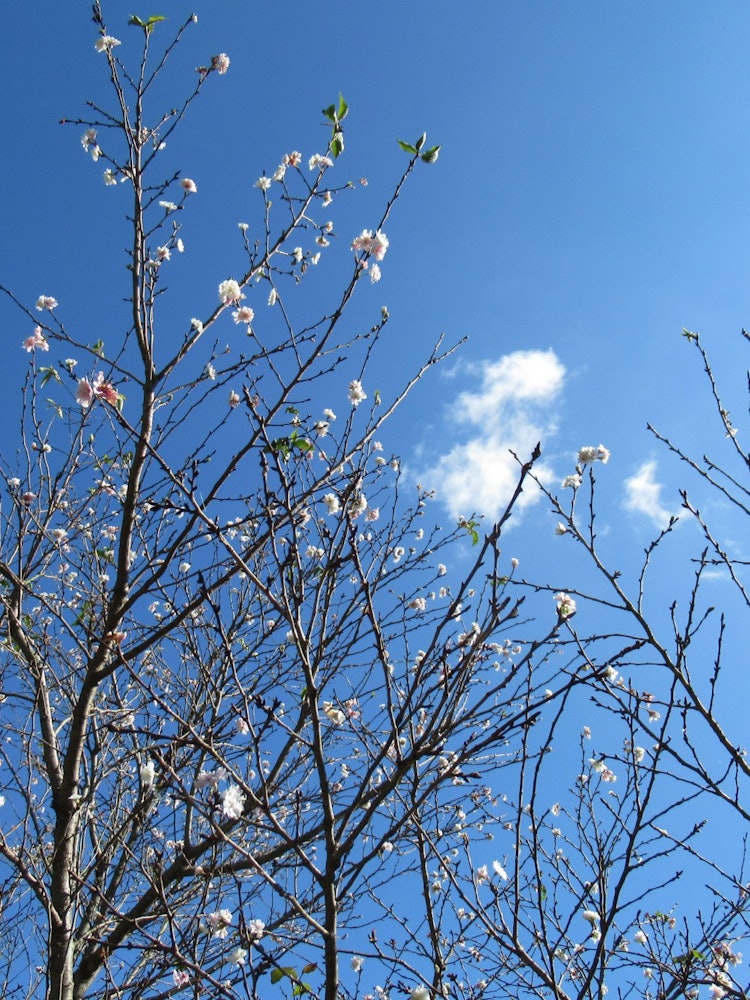 [相片1]冬季櫻花在藍天映襯下盛開冬天即將來臨