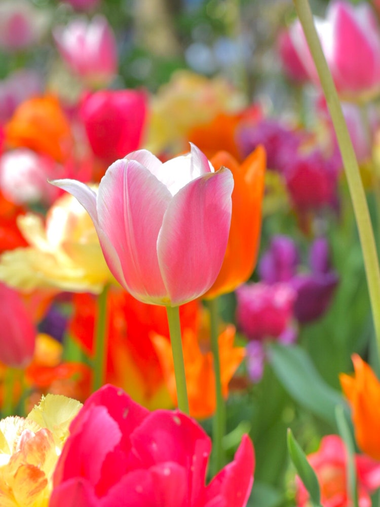 [Image1]Showa Kinen Park Tulips.The colorful tulips cheer you up with a pop feeling.