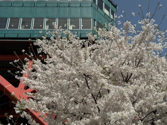 [相片2]过去2.3天的雨和风分散了很多，但春天终于来到了🌸札幌在距离酒店仅几步之遥的大通公园，樱花盛开。特别是象征性电视塔脚下的樱花是杰作，许多游客都在📸拍照此外，大通公园的名产“Tokibi Wagon”也