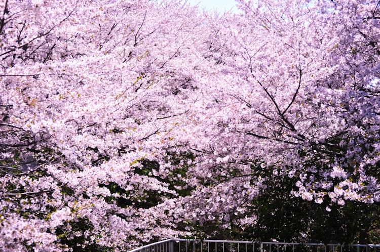 [相片1]它是茨城县城总市的一排樱花树。 樱花很漂亮。