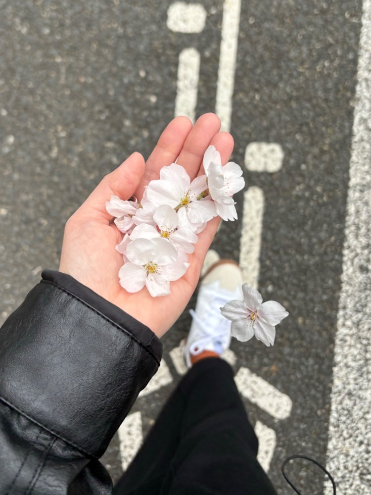 [相片1]散落的花瓣在我的手掌中溢出，也盛開目黑川櫻花節