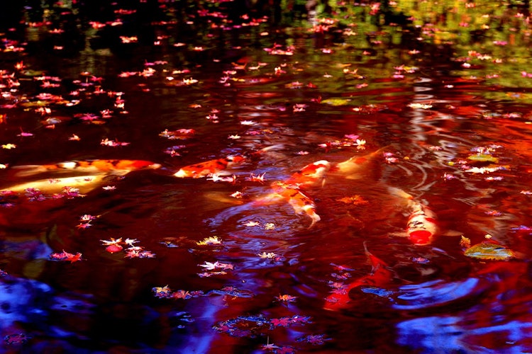 [相片1]岡山縣總社市著名的紅葉勝地“北福寺”。與落葉池塘中的猩紅鯉魚的合作也很美。