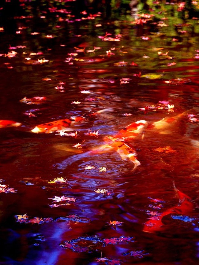 [画像1]岡山県総社市の紅葉の名所「宝福寺」。落葉した池の緋鯉とのコラボも綺麗です。