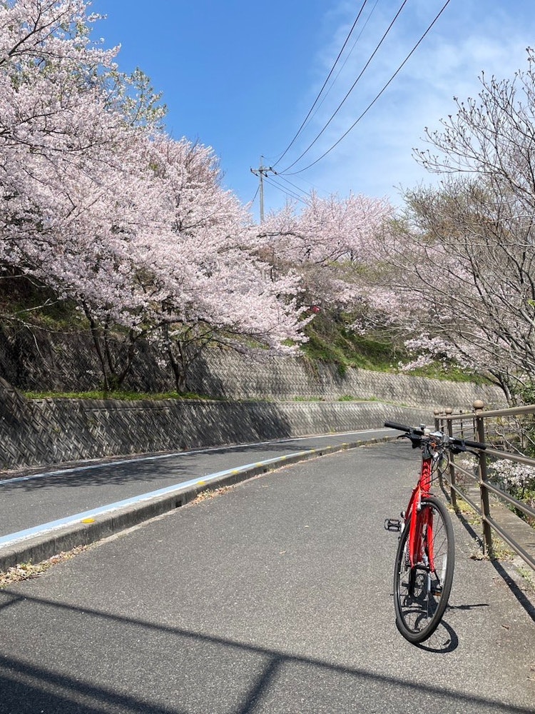 [Image1]Cherry blossoms blooming in the Shimanami Kaido and relaxing bicycles.
